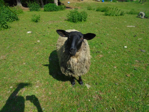 Siyah yüzlü, hafif yünlü evcil bir koyun güneşli, ılıman bir çayırda kameraya bakıyor. Bir Orta Avrupa çiftliğinde arka planda küçük bir kuzu otluyor..