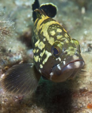 grouper6 orfoz fotoğraf için poz veriyor.