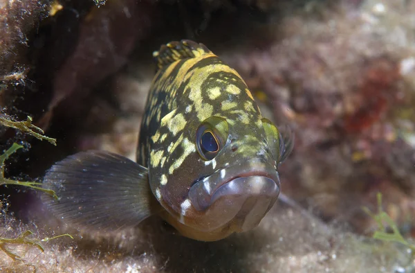 Grouper4 grouper posa para las fotos — Foto de Stock