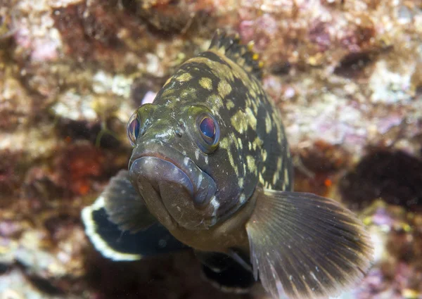 Grouper8 orfoz fotoğraf için poz veriyor. — Stok fotoğraf