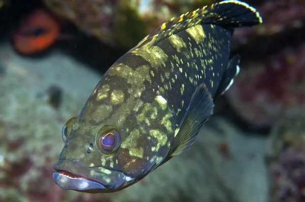 Grouper houdingen voor foto 's — Stockfoto