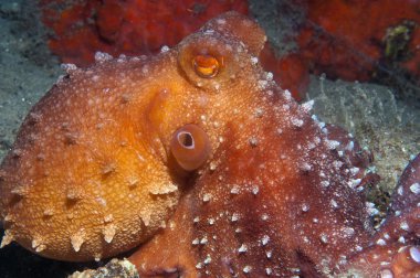 Octopus is camouflaged4