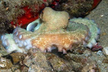 Octopus is camouflaged6