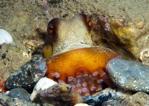 Octopus is camouflaged12 — Stock Photo, Image