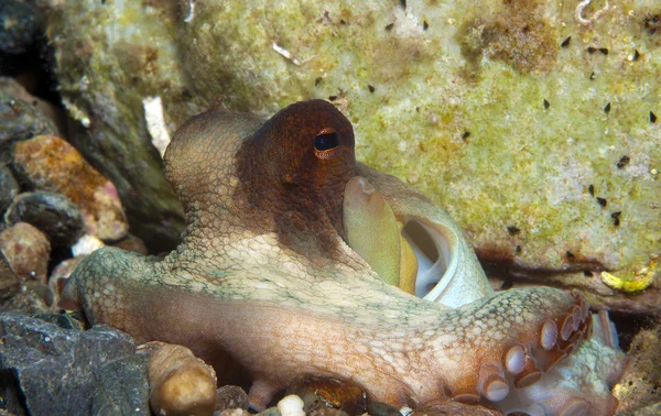 Octopus is camouflaged10 — Stock Photo, Image