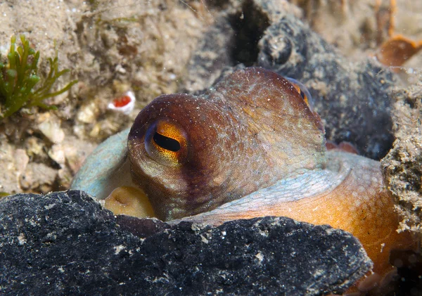 Octopus is camouflaged15 — Stock Photo, Image