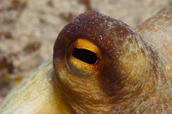 Octopus is camouflaged2 — Stock Photo, Image