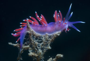 Mor omurgasız deniz