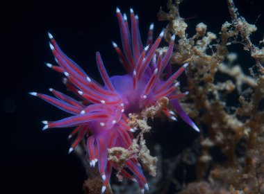 Mor omurgasız deniz