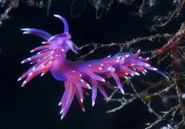 Mor omurgasız deniz