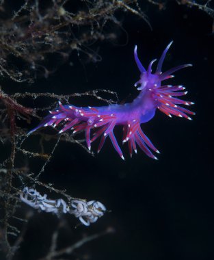 Mor omurgasız deniz