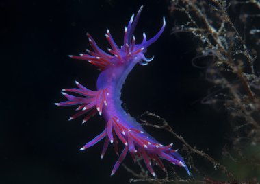 Mor omurgasız deniz