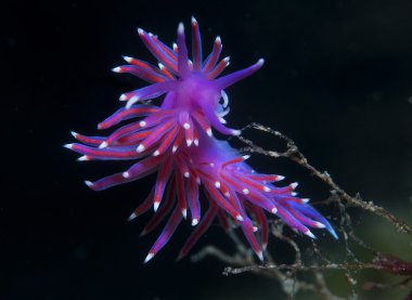 Mor omurgasız deniz