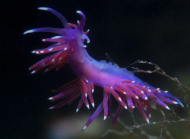 Mor omurgasız deniz