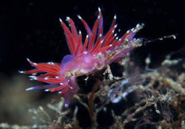 Mor omurgasız deniz