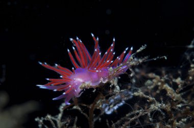 Mor omurgasız deniz