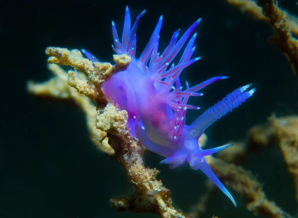 Invertebrado roxo no mar — Fotografia de Stock