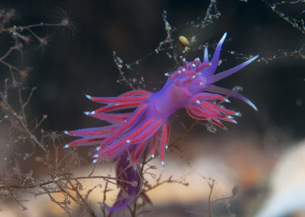 Invertebrado roxo no mar — Fotografia de Stock