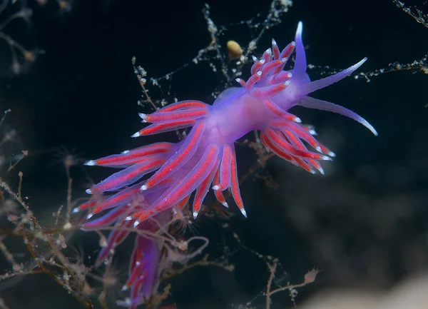 Invertebrados morados en el mar —  Fotos de Stock