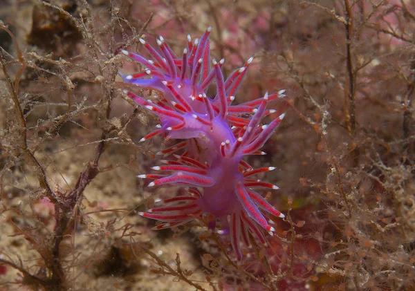 Invertebrado roxo no mar — Fotografia de Stock