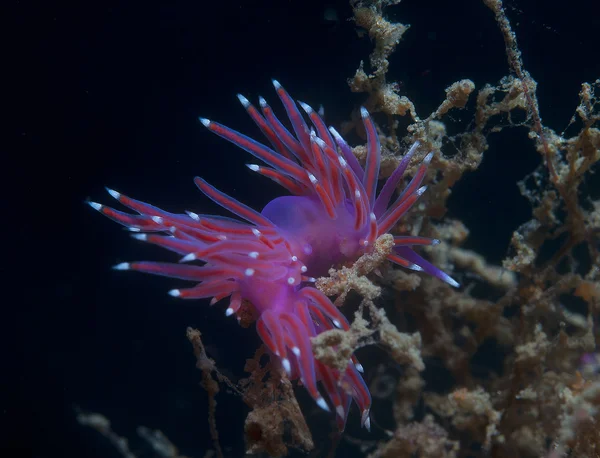 海中的紫色无脊椎动物 — 图库照片