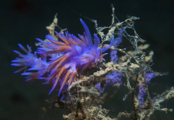 Invertebrados morados en el mar —  Fotos de Stock