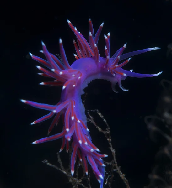 Фіолетовий безхребет у морі — стокове фото