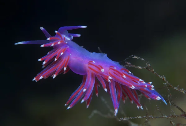 Invertebrado roxo no mar — Fotografia de Stock