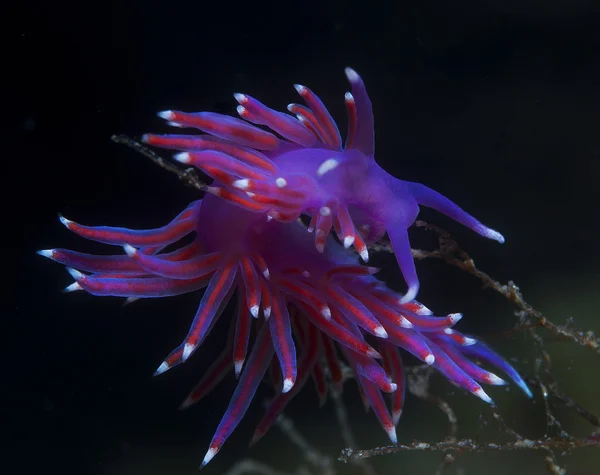 Пурпурный беспозвоночный в море — стоковое фото