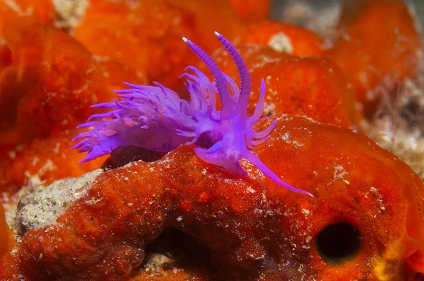 Invertebrado roxo no mar — Fotografia de Stock