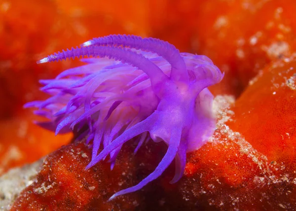 Invertebrado roxo no mar — Fotografia de Stock