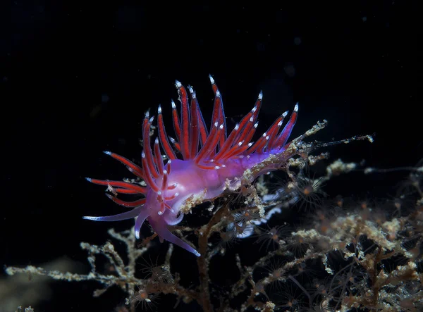 Purple invertebrate in the sea — Stock Photo, Image