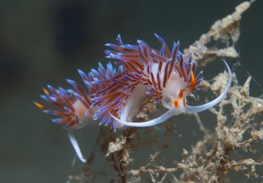 küçük omurgasız arıyorsunuz