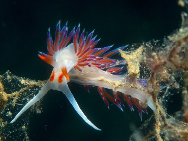 küçük omurgasız arıyorsunuz