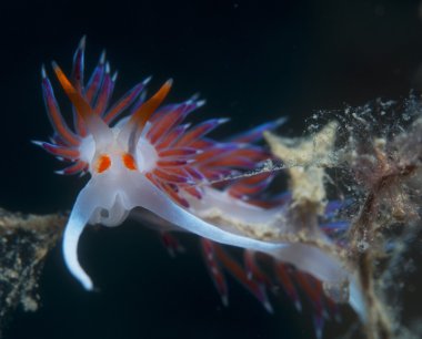 küçük omurgasız arıyorsunuz