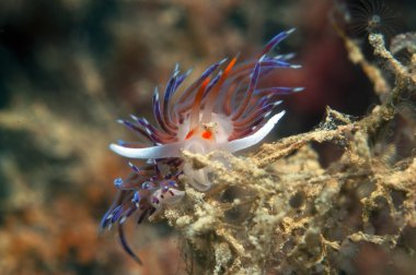 küçük omurgasız arıyorsunuz