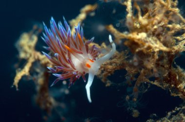 küçük omurgasız arıyorsunuz