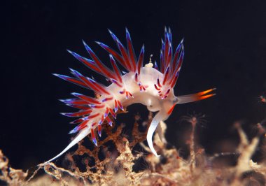 küçük omurgasız arıyorsunuz