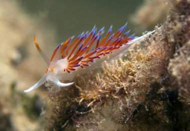 küçük omurgasız arıyorsunuz