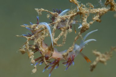 küçük omurgasız arıyorsunuz