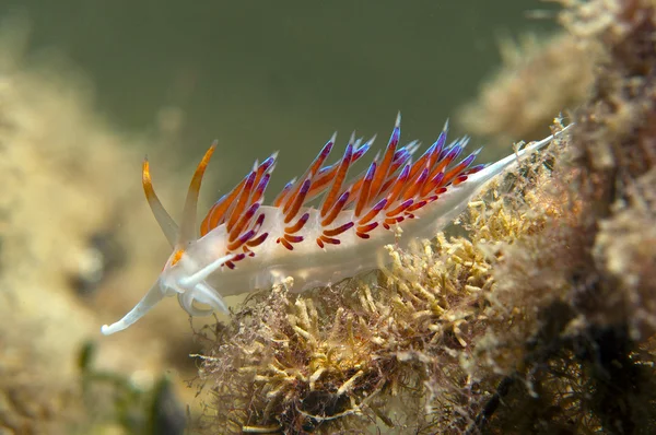 küçük omurgasız arıyorsunuz