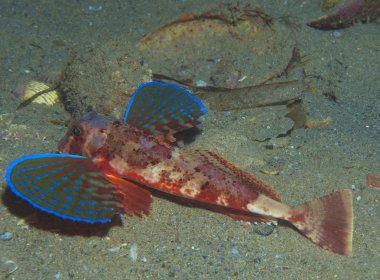 Kırlangıç yüzer onun renkleri gösterilen denize balık
