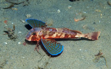 Kırlangıç yüzer onun renkleri gösterilen denize balık