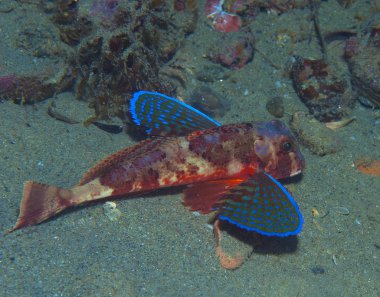 Kırlangıç yüzer onun renkleri gösterilen denize balık
