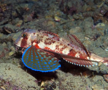 Kırlangıç yüzer onun renkleri gösterilen denize balık