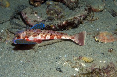 Kırlangıç yüzer onun renkleri gösterilen denize balık