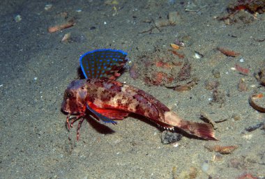 Kırlangıç yüzer onun renkleri gösterilen denize balık