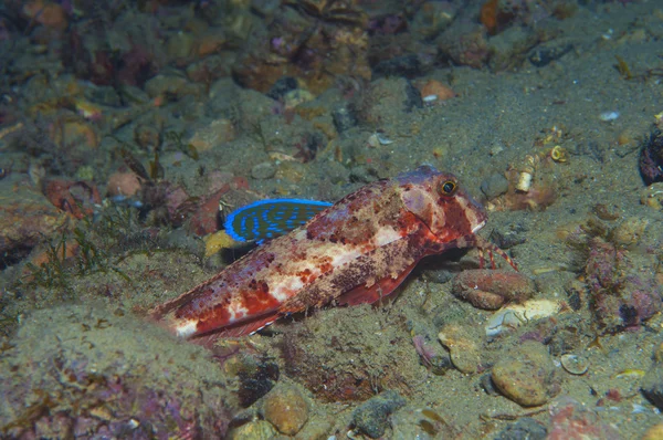 Gurnard fish swims into the sea showing his colors — Stock Photo, Image