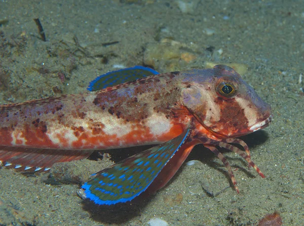 Gurnard fish swims into the sea showing his colors — Stock Photo, Image