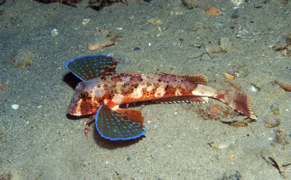 Gurnard peixe nada no mar mostrando suas cores — Fotografia de Stock